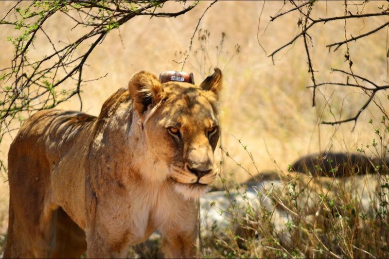 Bushtime Mabula Apartment Mabula Game Reserve ภายนอก รูปภาพ