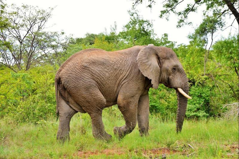 Bushtime Mabula Apartment Mabula Game Reserve ภายนอก รูปภาพ
